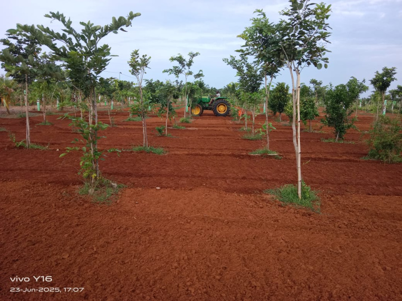  Agricultural Land 12000 Sq.ft. for Sale in Kalpakkam To Vandalur Road, Chennai