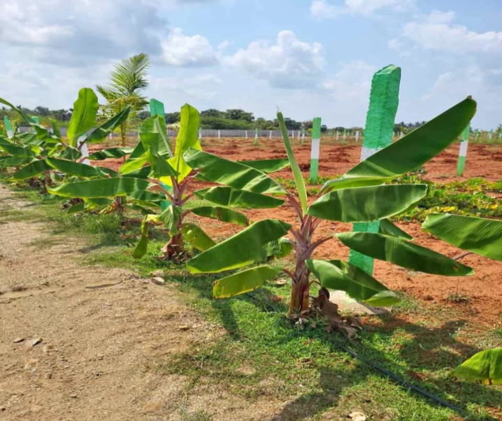  Agricultural Land 12000 Sq.ft. for Sale in Kalpakkam To Vandalur Road, Chennai