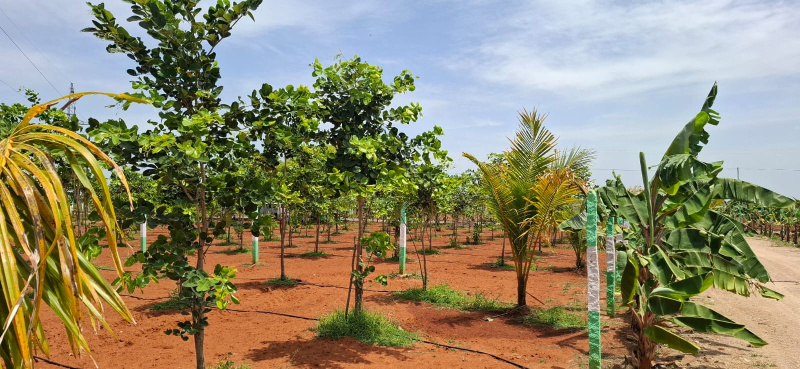  Agricultural Land 10000 Sq.ft. for Sale in Koonimedu, Pondicherry