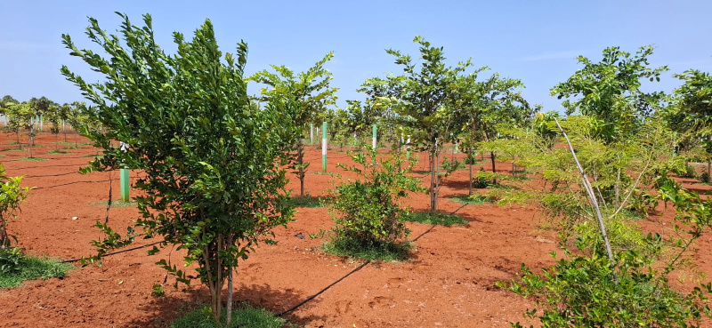  Agricultural Land 10000 Sq.ft. for Sale in Koonimedu, Pondicherry