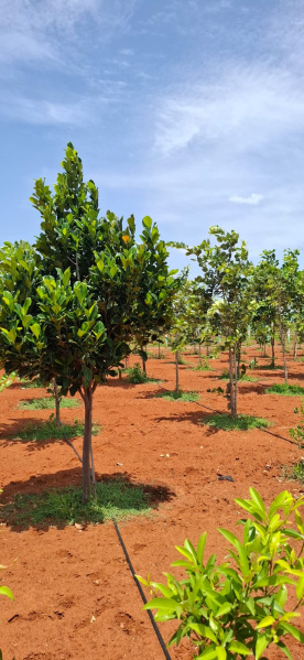  Agricultural Land 10000 Sq.ft. for Sale in East Coast Road, Pondicherry