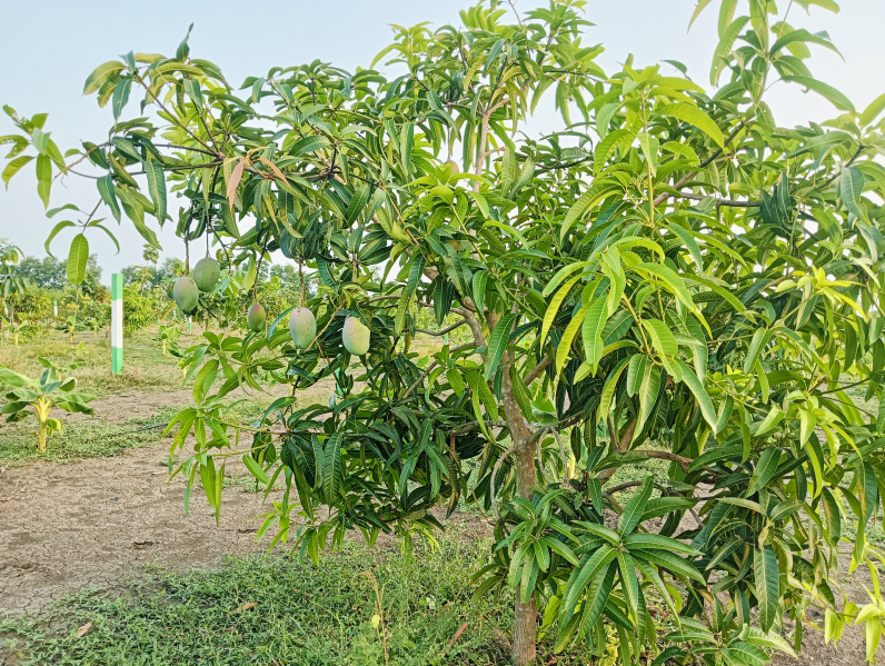  Agricultural Land 9800 Sq.ft. for Sale in Acharapakkam, Chengalpattu