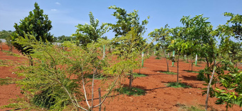 Agricultural Land for Sale in Kottakuppam, Pondicherry