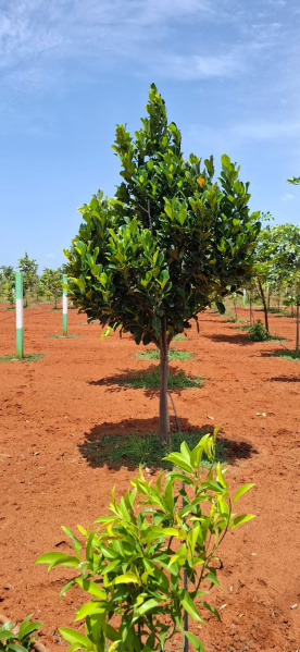  Agricultural Land 9900 Sq.ft. for Sale in Medavakkam, Chennai