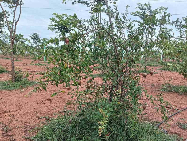  Agricultural Land 9650 Sq.ft. for Sale in East Tambaram, Chennai