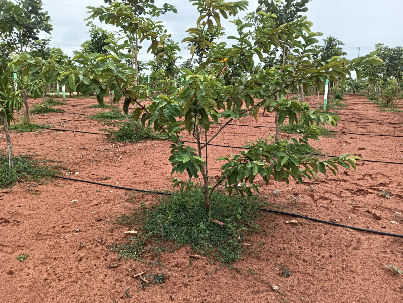  Agricultural Land 9650 Sq.ft. for Sale in East Tambaram, Chennai