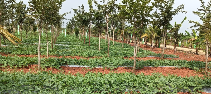  9600 Sq.ft. Agricultural/Farm Land for Sale in Mahindra City, Chennai