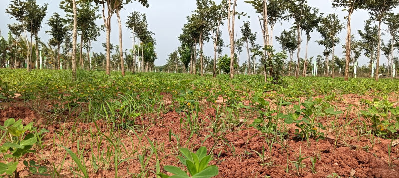  9600 Sq.ft. Agricultural/Farm Land for Sale in Mahindra City, Chennai