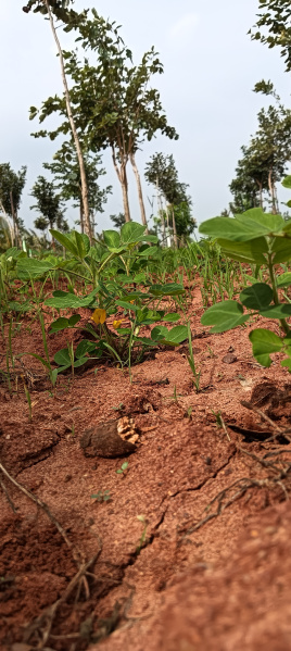  9600 Sq.ft. Agricultural/Farm Land for Sale in Mahindra City, Chennai