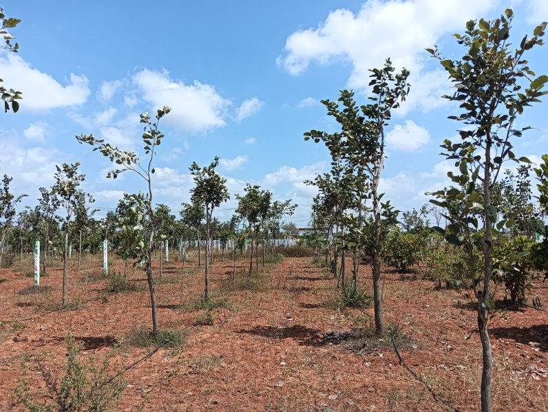  9600 Sq.ft. Agricultural/Farm Land for Sale in Balaji Nagar, Chennai