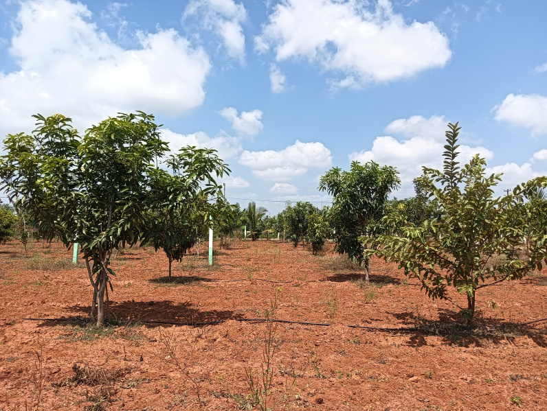  9600 Sq.ft. Agricultural/Farm Land for Sale in Balaji Nagar, Chennai