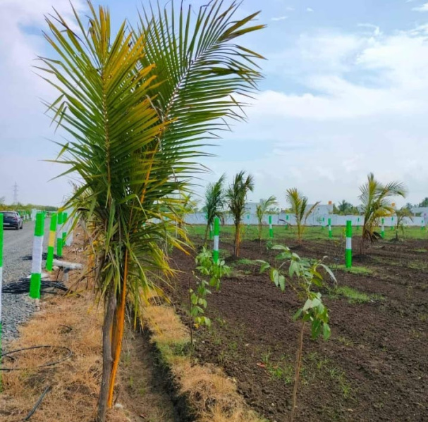  9600 Sq.ft. Agricultural/Farm Land for Sale in Uthiramerur, Kanchipuram