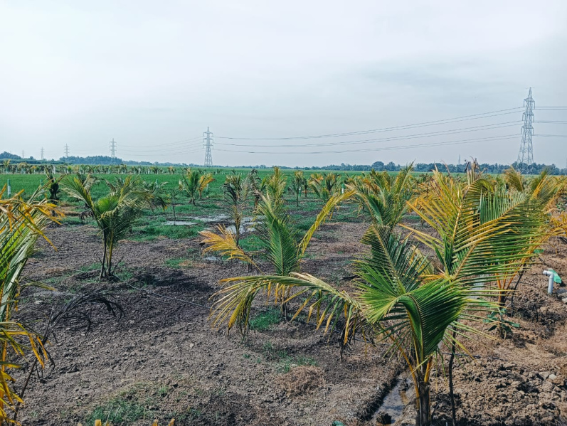  9600 Sq.ft. Agricultural/Farm Land for Sale in Uthiramerur, Kanchipuram