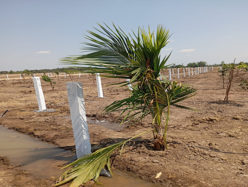  250 Sq.ft. Agricultural/Farm Land for Sale in Salavakkam, Kanchipuram