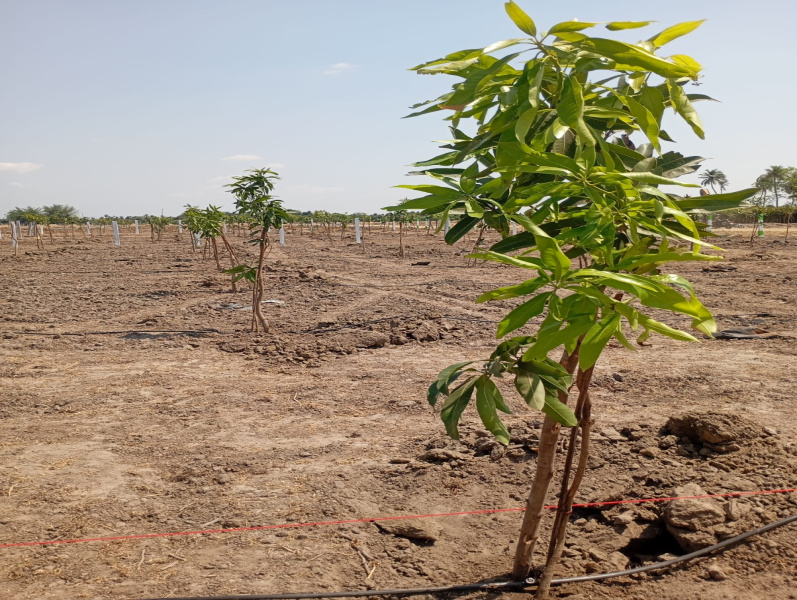  9600 Sq.ft. Agricultural/Farm Land for Sale in Cheyyar, Kanchipuram