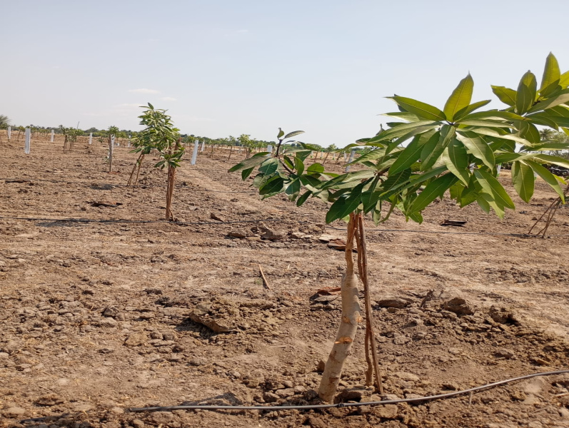  9600 Sq.ft. Agricultural/Farm Land for Sale in Cheyyar, Kanchipuram