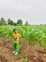Agricultural Land for Sale in Jath, Sangli
