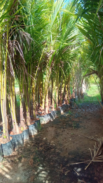  10000 Sq.ft. Agricultural/Farm Land for Sale in Maduranthakam, Chengalpattu