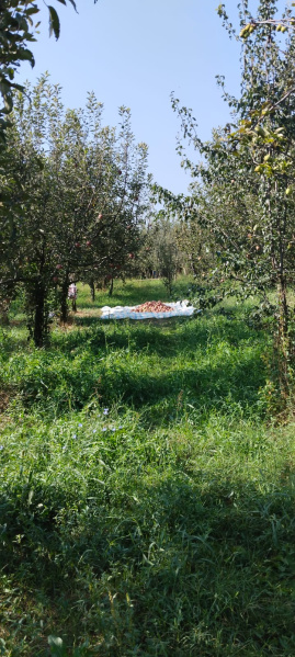  Agricultural Land 121 Marla for Sale in Bijbehara, Anantnag