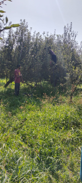  Agricultural Land 121 Marla for Sale in Bijbehara, Anantnag