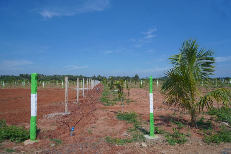  Agricultural Land 9600 Sq.ft. for Sale in Madurantakam, Kanchipuram