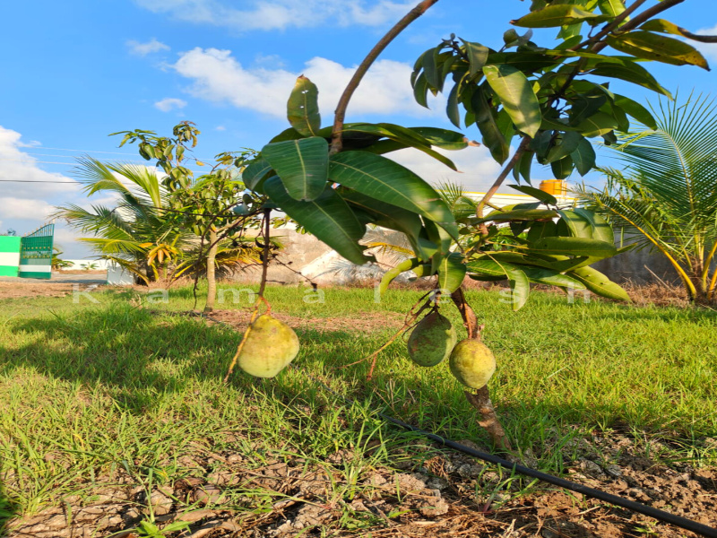  Agricultural Land 9600 Sq.ft. for Sale in Acharapakkam, Chengalpattu