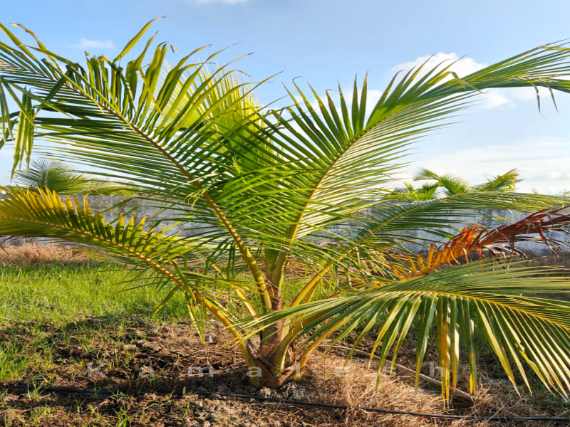  Agricultural Land 9600 Sq.ft. for Sale in Acharapakkam, Chengalpattu
