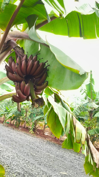  9600 Sq.ft. Agricultural/Farm Land for Sale in Cheyyur, Chengalpattu