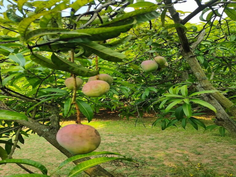  9600 Sq.ft. Residential Plot for Sale in Acharapakkam, Chengalpattu