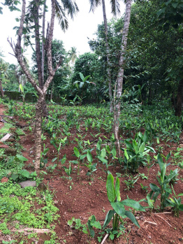  Residential Plot for Sale in Angadipuram, Malappuram