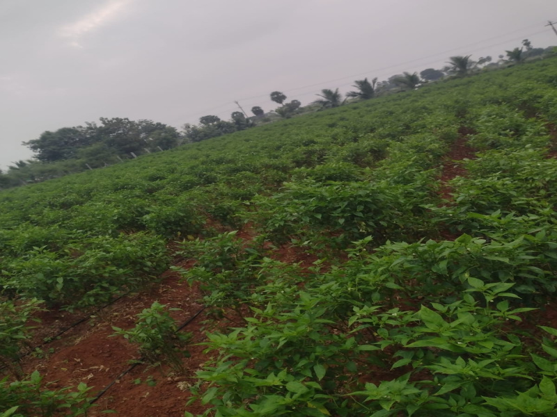  Agricultural Land 2 Acre for Sale in Nambiyur, Erode