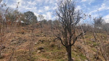  Agricultural Land for Sale in Raison, Kullu