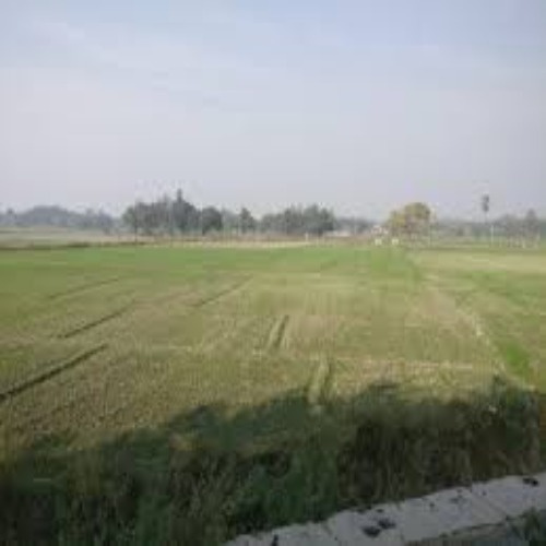  2 Bigha Agricultural/Farm Land for Sale in Rahui, Nalanda