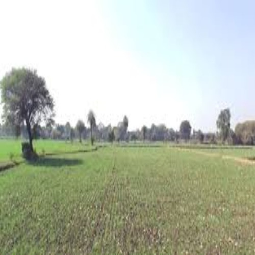  2 Bigha Agricultural/Farm Land for Sale in Rahui, Nalanda