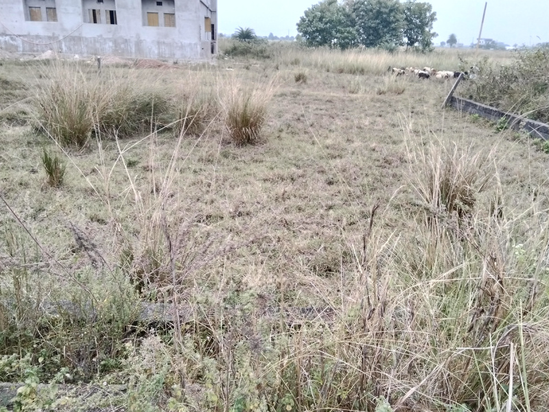  Residential Plot 1800 Sq.ft. for Sale in Khalikote, Ganjam