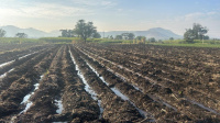  Agricultural Land for Sale in Koregaon, Satara