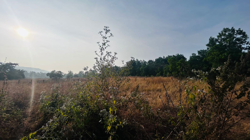  Agricultural Land 4500 Sq. Meter for Sale in Sawantwadi, Sindhudurg