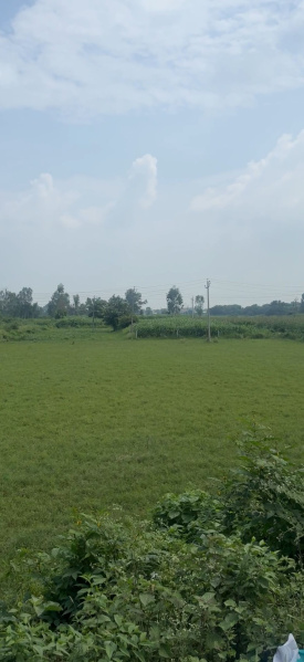  Agricultural Land 40 Acre for Sale in Dappar, Dera Bassi