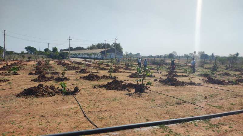  Residential Plot 125 Sq. Yards for Sale in Shadnagar, Hyderabad