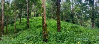  Agricultural Land for Sale in Ujire, Mangalore