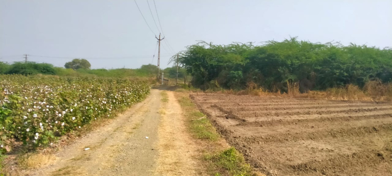  Agricultural Land 10 Bigha for Sale in Manavadar, Junagadh