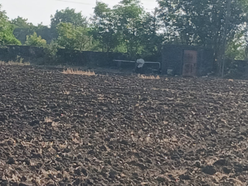  5 Bigha Agricultural/Farm Land for Sale in Upleta, Rajkot