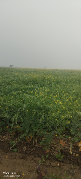  Agricultural Land 60 Bigha for Sale in Gohad, Bhind