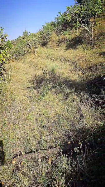 Agricultural Land 82000 Sq.ft. for Sale in Shivpuri, Rishikesh