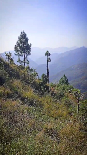  Agricultural Land 82000 Sq.ft. for Sale in Shivpuri, Rishikesh