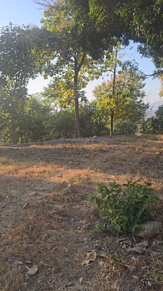  3600 Sq. Yards Agricultural/Farm Land for Sale in Thano, Dehradun