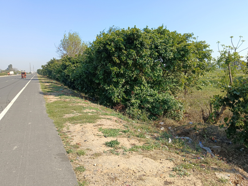  Agricultural Land 14 Bigha for Sale in Khurja, Bulandshahr