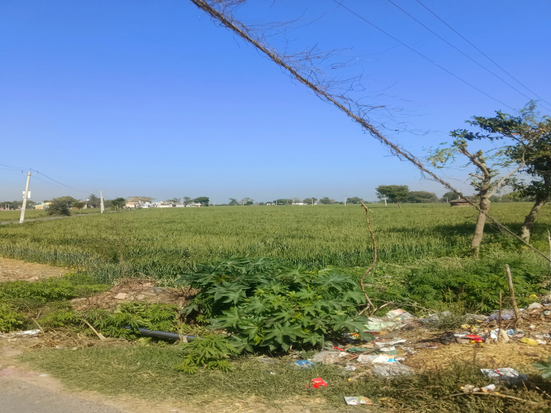  Agricultural Land 36 Bigha for Sale in Khurja, Bulandshahr