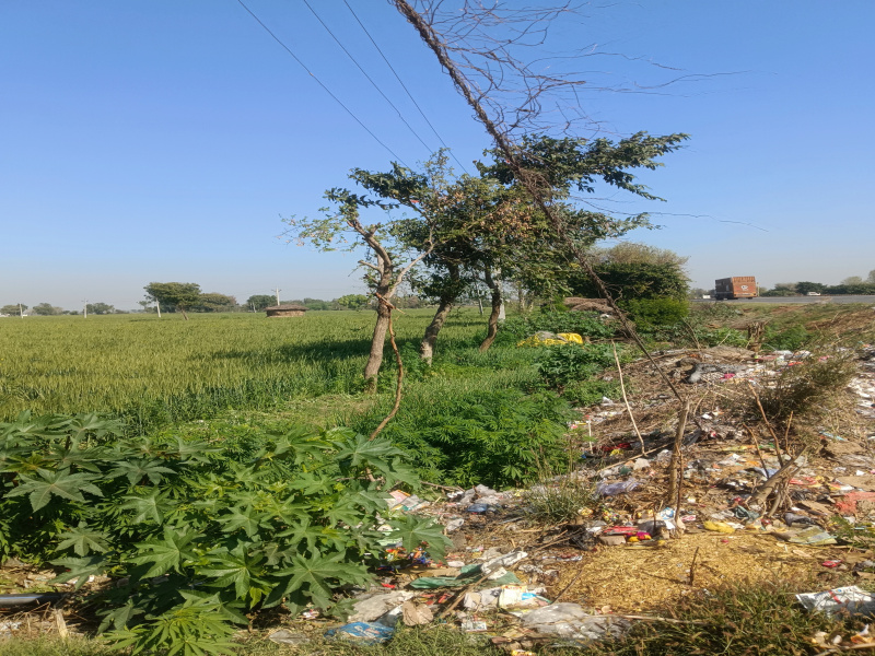  Agricultural Land 36 Bigha for Sale in Khurja, Bulandshahr