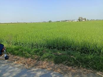  Agricultural Land 10 Ares for Sale in Hastinapur, Meerut